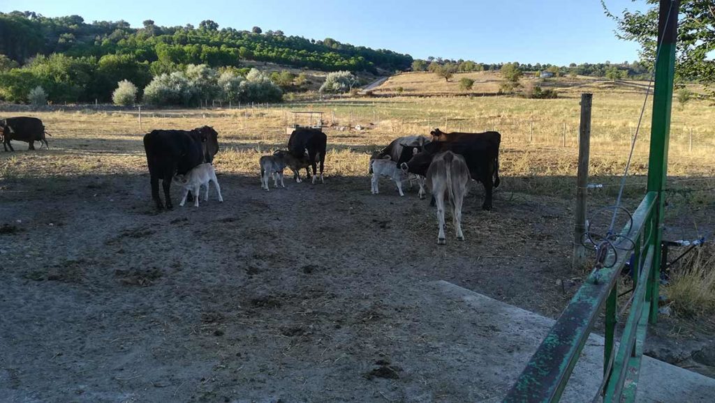 Vacas La Controba